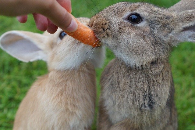 rabbit-2505034_640 rabbit-2505034_640